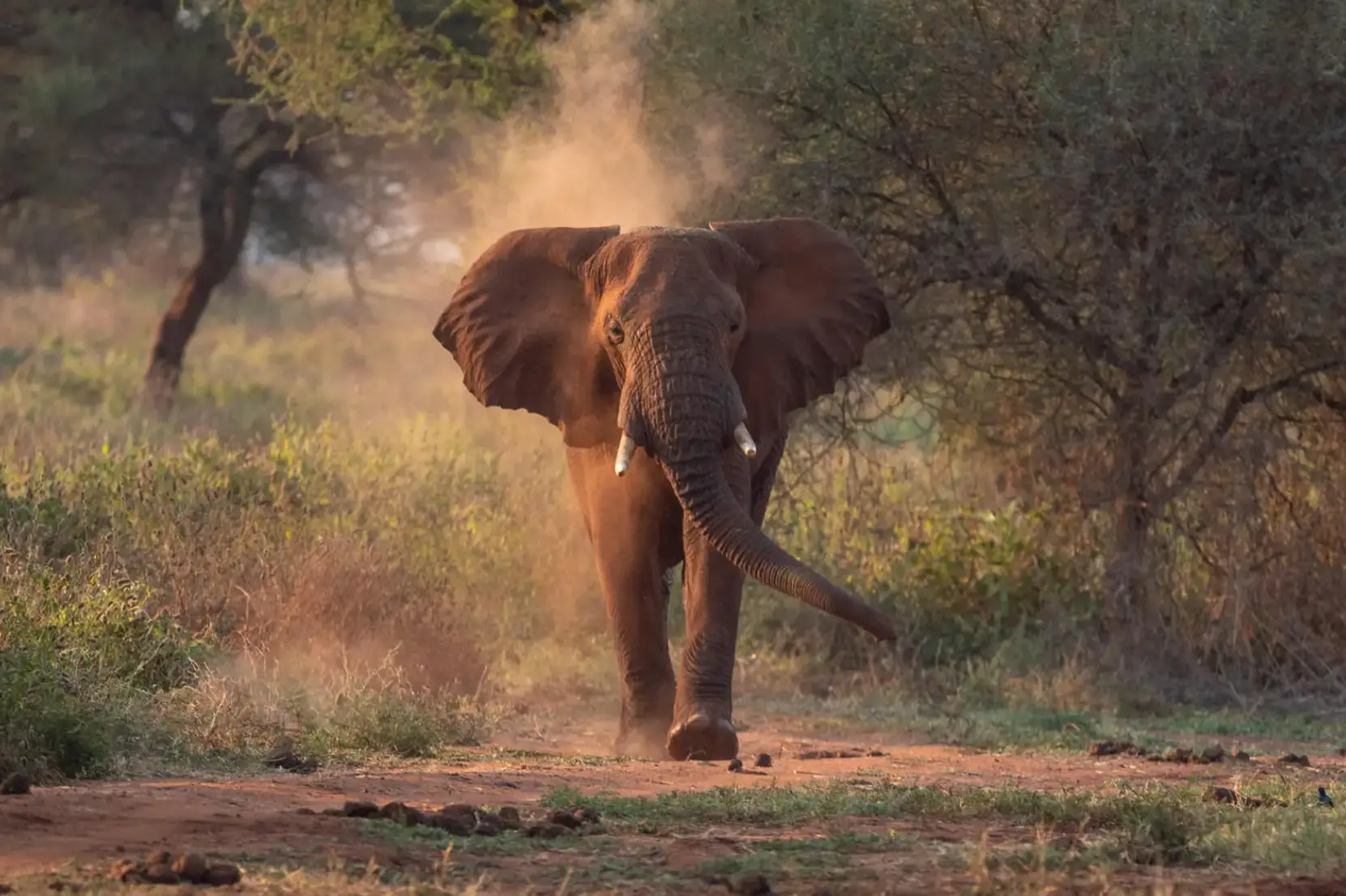 2 Days Safari Tarangire and Lake Manyara