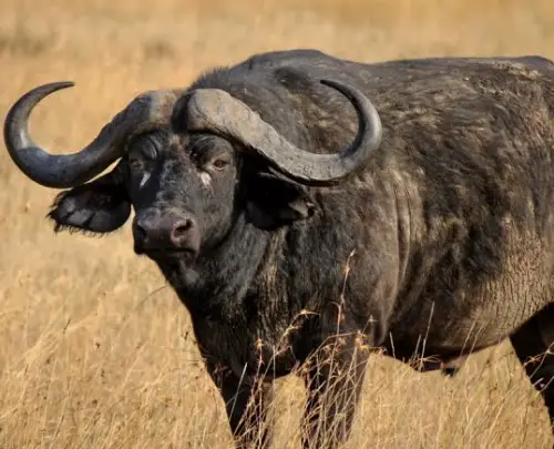 Big Five Safari Experience in Tanzania.