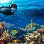Zanzibar - Snorkeling and Diving Guide – explore vibrant reefs, marine life, clear waters, and unforgettable underwater adventures..