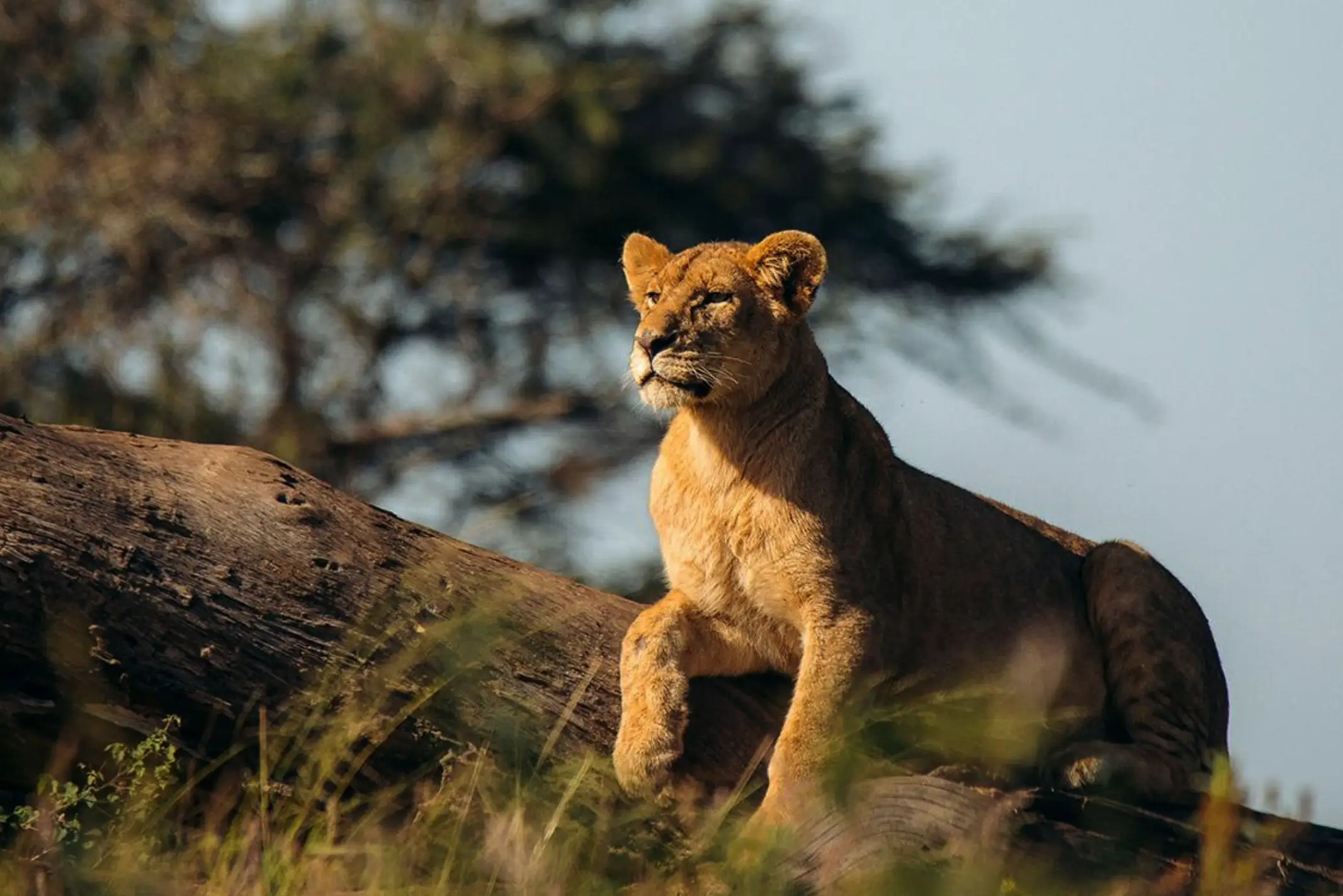 7 Day Tanzania Safari from Zanzibar.
