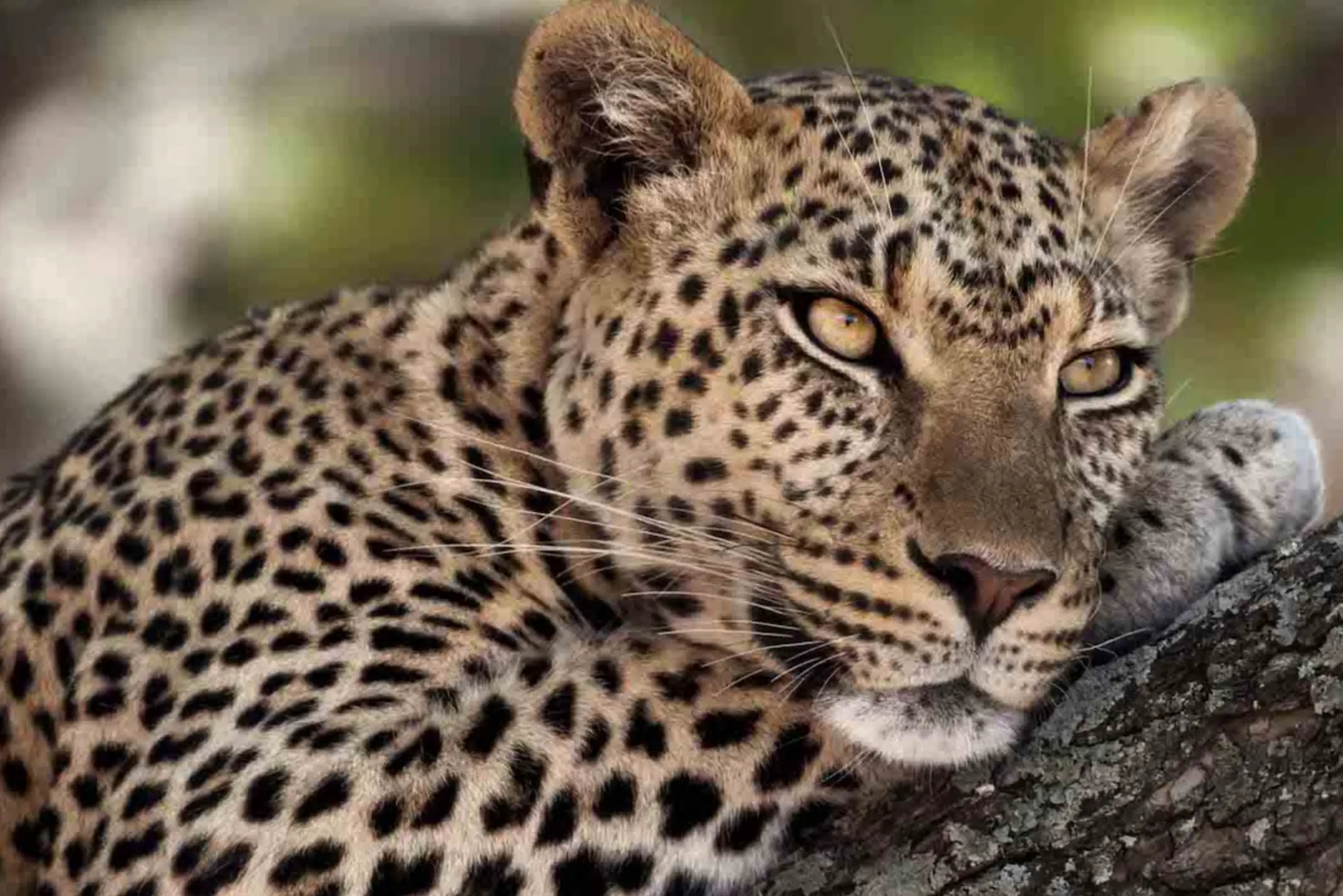 8 Days Tanzania Safari & Zanzibar Beach Holiday