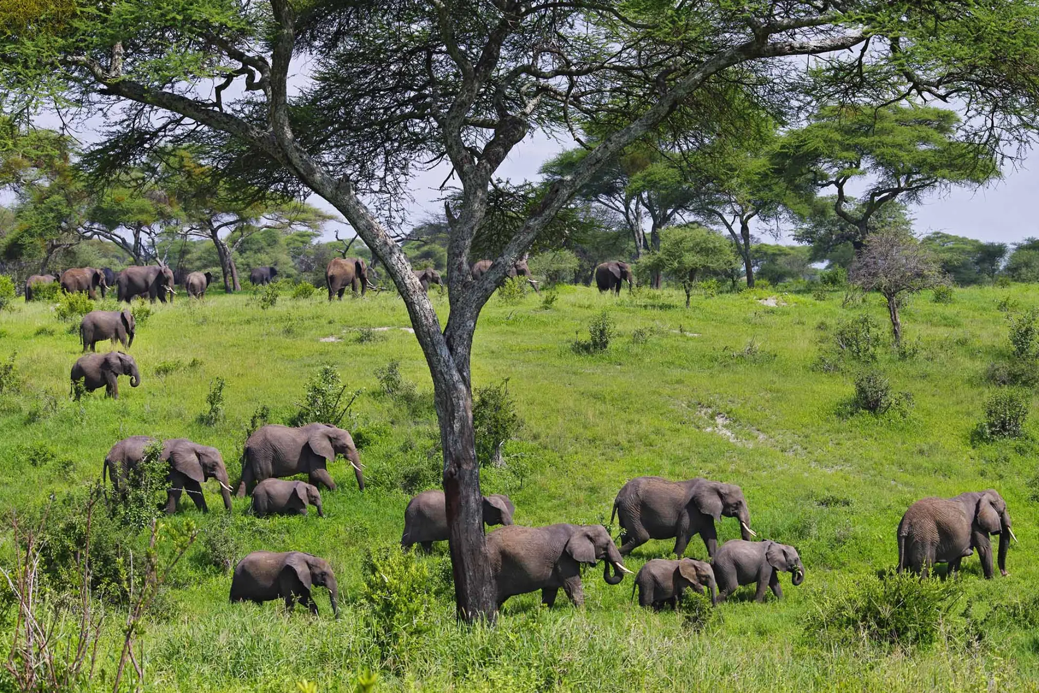 DAY TRIP TO TARANGIRE NATIONAL PARK