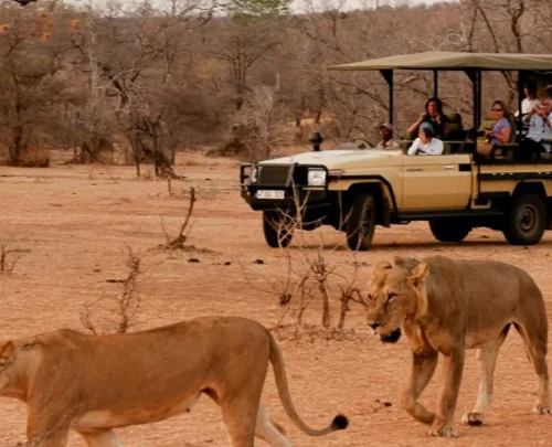 Northern Tanzania Safari Circuit (1)