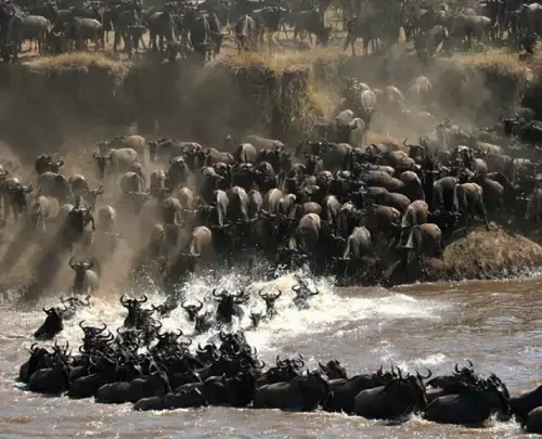 Tanzania Wildlife Migration.