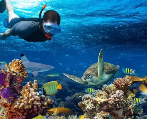 Zanzibar - Snorkeling and Diving Guide – explore vibrant reefs, marine life, clear waters, and unforgettable underwater adventures..